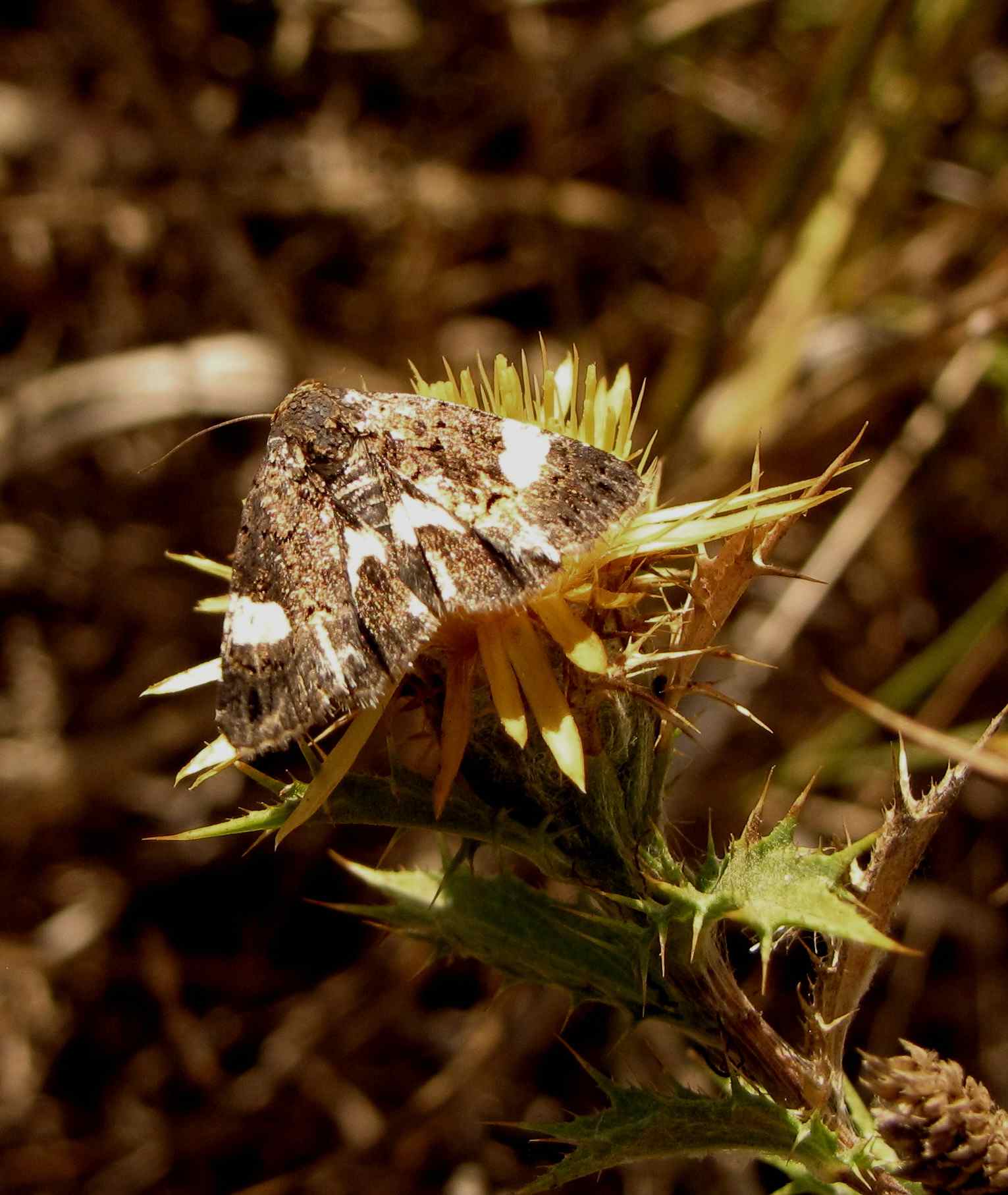 farfalla insugherata - Tyta luctuosa